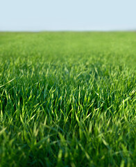 Green grass close up