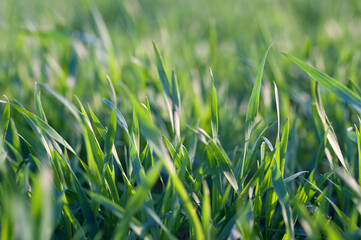 Green grass