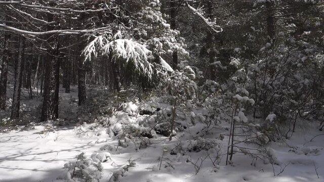 mixed forest snow covered in Sicily winter walk of Etna Park (panning) 