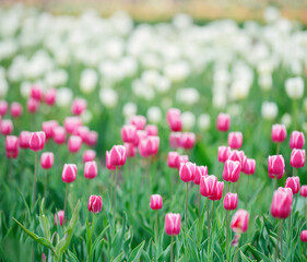 Pink tulips