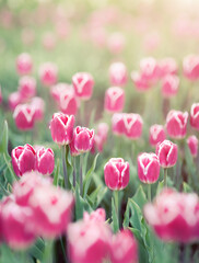 Pink tulips