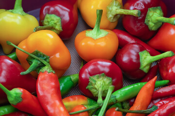 set of chili peppers round and long pod red, orange and green