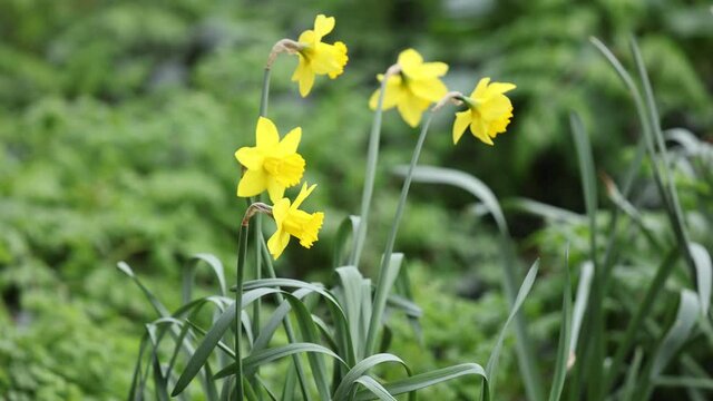 Daffodils blowing gently in the breeze in an English country garden 