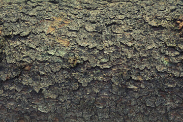 solid tree bark dark brown solid background natural wood