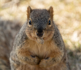 Naklejka na ściany i meble eastern fox squirrel holds a peanut in his mouth while looking at you