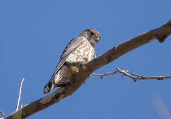 juvenile hawk is perched high on a tree limb