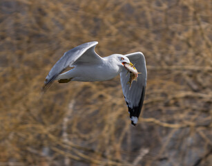 seagull has caught a fish and flies away to eat it