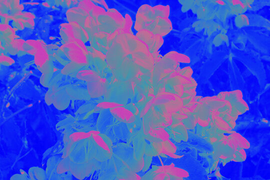Processed with VSCO with d1 preset, blue and purple flowers graphic print edit