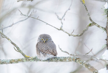 Close up portrait of the Pygmy Owl sitting on tree branch in winter forest background