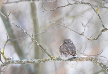 Close up portrait of the Pygmy Owl sitting on tree branch in winter forest background