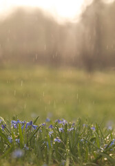 Close up vertical portrait of flowering bluebells with the raindrops falling on the isolated sunset colored background