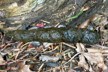 キタキツネの糞（北海道・知床）
