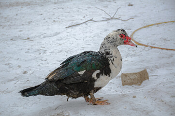 Domestic bird. Ducks on the farmyard, how to survive in difficult times.