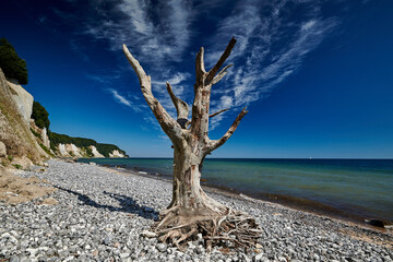 dead tree on the banks of the chalk cliffs of Rügen