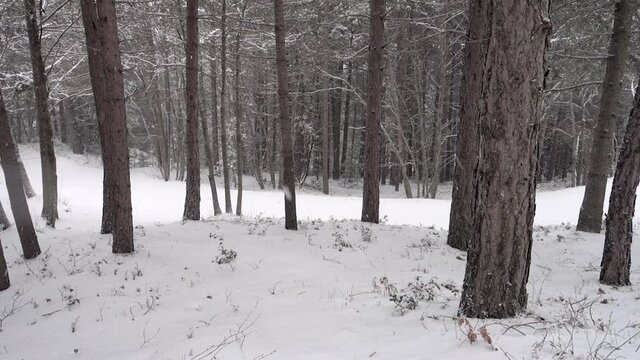 it's snowing on winter walk with backpack in Sicily through a mixed forest snow covered path of Etna Park (panning)