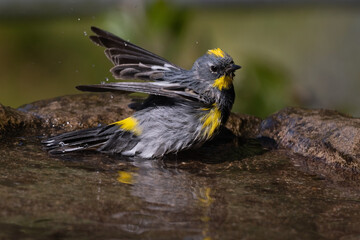 Yellow-Rumped Warbler Taking a Bath Wings Up