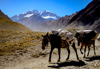 horses on the mountain