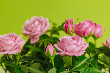 Small red-pink roses on a green background. Spring flowers. Copy space 