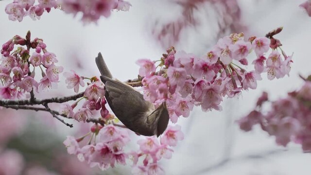 Spring concept- beautiful cherry blossom with Yuhina in Alishan National park, Taiwan,