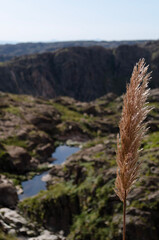 reeds in the wind