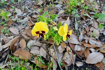Yellow Pansy in the Park