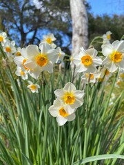 Bunch-flowered daffodil