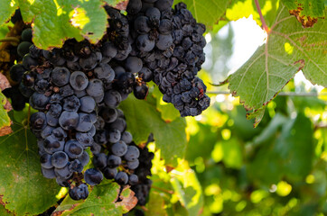 grapes on vine