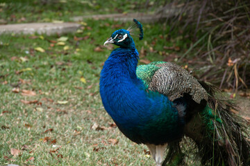 Obraz premium Bridgetown, Barbados - March 21 2021: A large male peacock - Indian Peafowl - struts around the front lawn of a local hotel on an overcast day. Side profile, mid-range shot on grassy lawn.