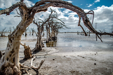 tree on the beach