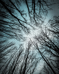 Look up tree branch image