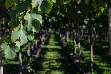 grape vines in autumn