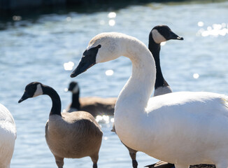 A close up of a trumpeter swan (Cygnus buccinator) with Canada geese on a lake in Muskoka in spring 