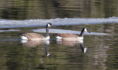 A pair of Canada Geese ( Branta canadensis) on the icy water in springtime