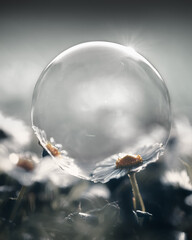 bubble on a daisy creative photography 
