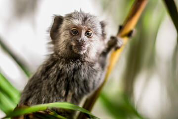 white tailed macaque