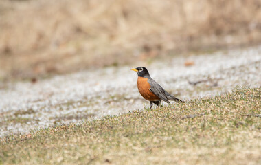 An American Robin (Turdus migratorius)  on the frosty grass in spring