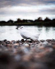 seagull on the beach