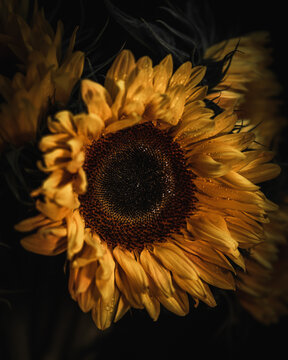 Dramatic bright close up of sunflower