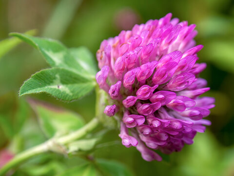 Macro photography of a red clover flower, captured at a garden near the colonial town of Villa de Leyva, Colombia.