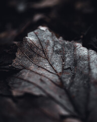 Moody macro close up leaf nature photography 