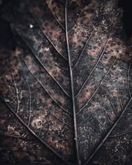 Detailed close up macro image of a leaf 