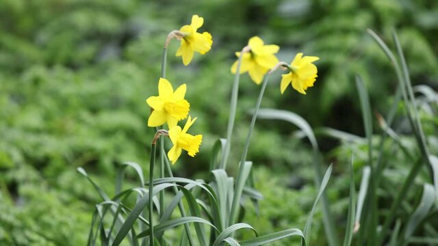Daffodils blowing gently in the breeze in an English country garden 