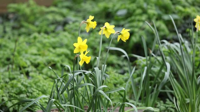 Daffodils blowing gently in the breeze in an English country garden 