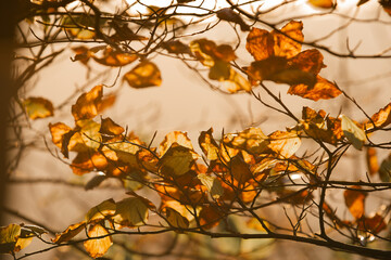 Moody macro close up leaf nature photography 
