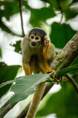 squirrel monkey