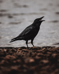 crow on the beach