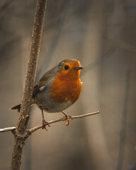 robin on a branch