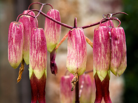 Goethe Plant" Images  Browse 118 Stock Photos, Vectors, and Video | Adobe  Stock