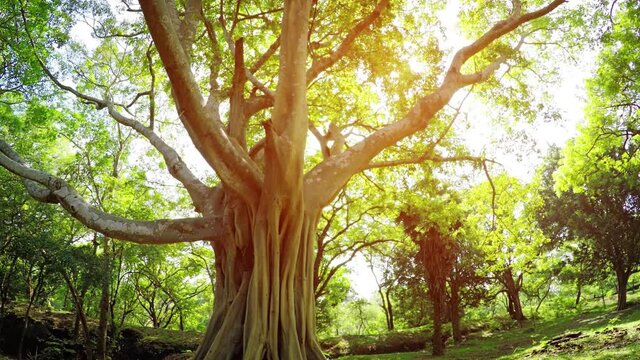 Sunshine Peaks through Branches of Mature, Tropical Tree, with Sound