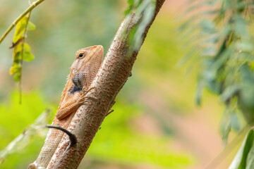 oriental garden lizard in nature